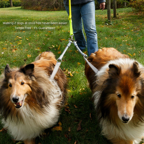 CRAZYcoupl'r - 2 Dogs on 1 Leash